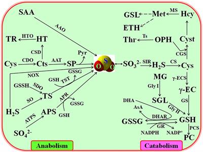 Sulfur Dioxide: An Emerging Signaling Molecule in Plants